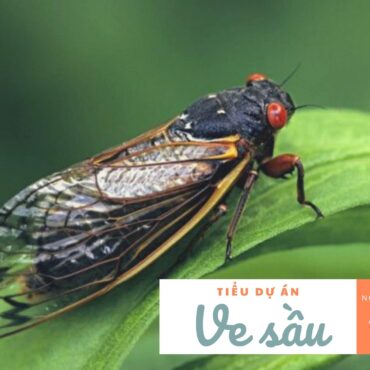 #1 Dự án “VE SẦU”